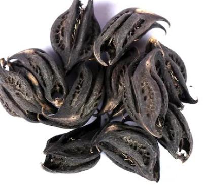Buy Organic Bichhu Phal (Martynia Annua) –100% Natural sri Herbal